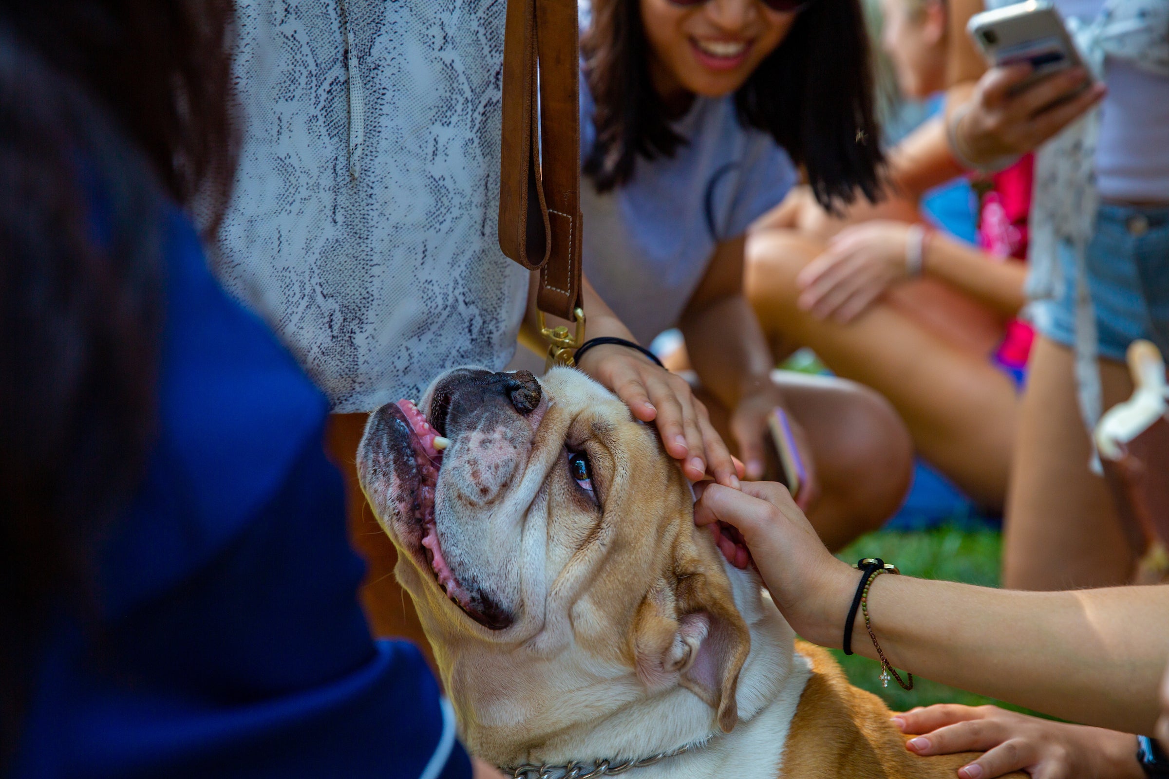 petting Jack the Bulldog