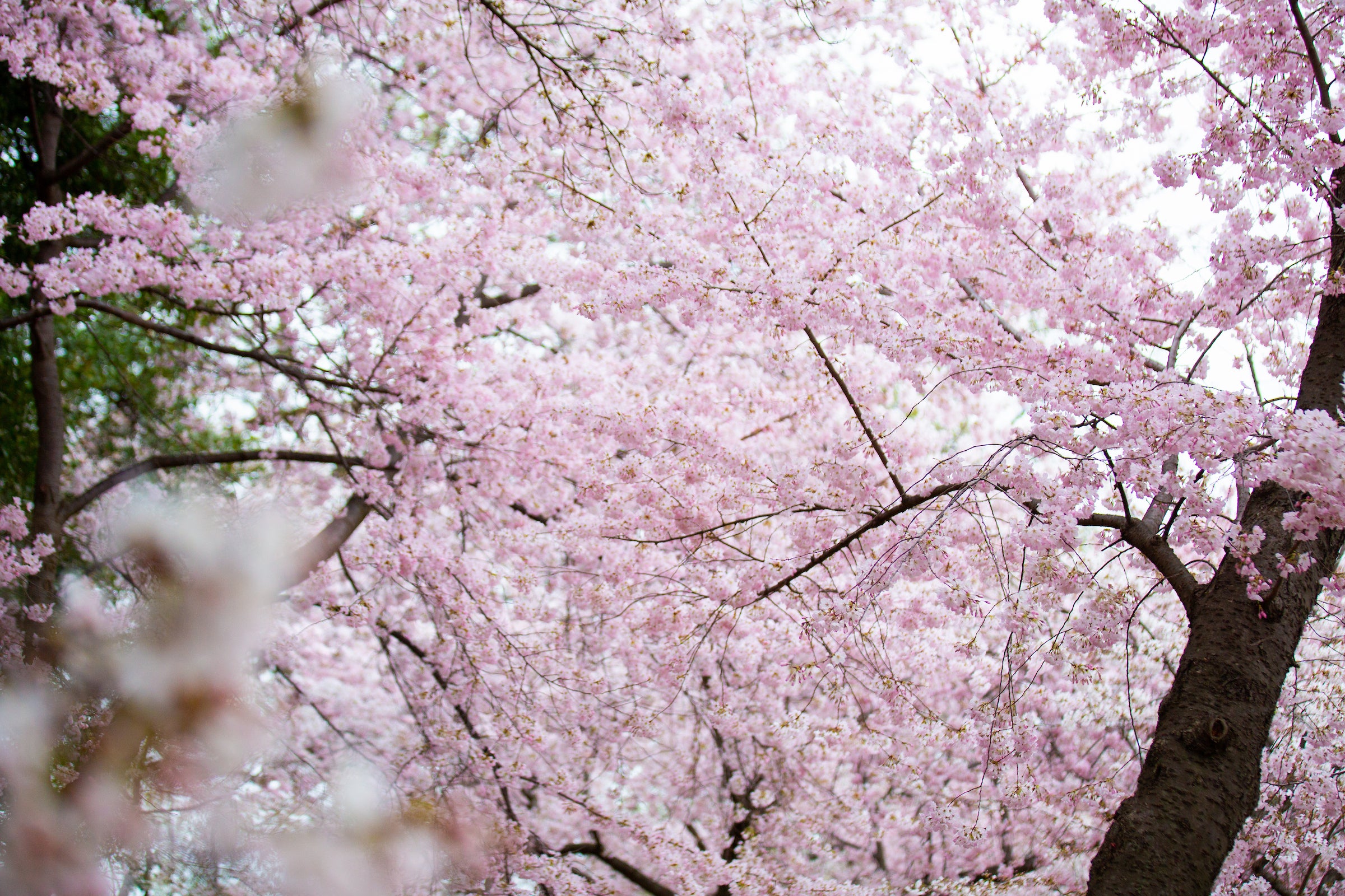 cherry blossoms close up