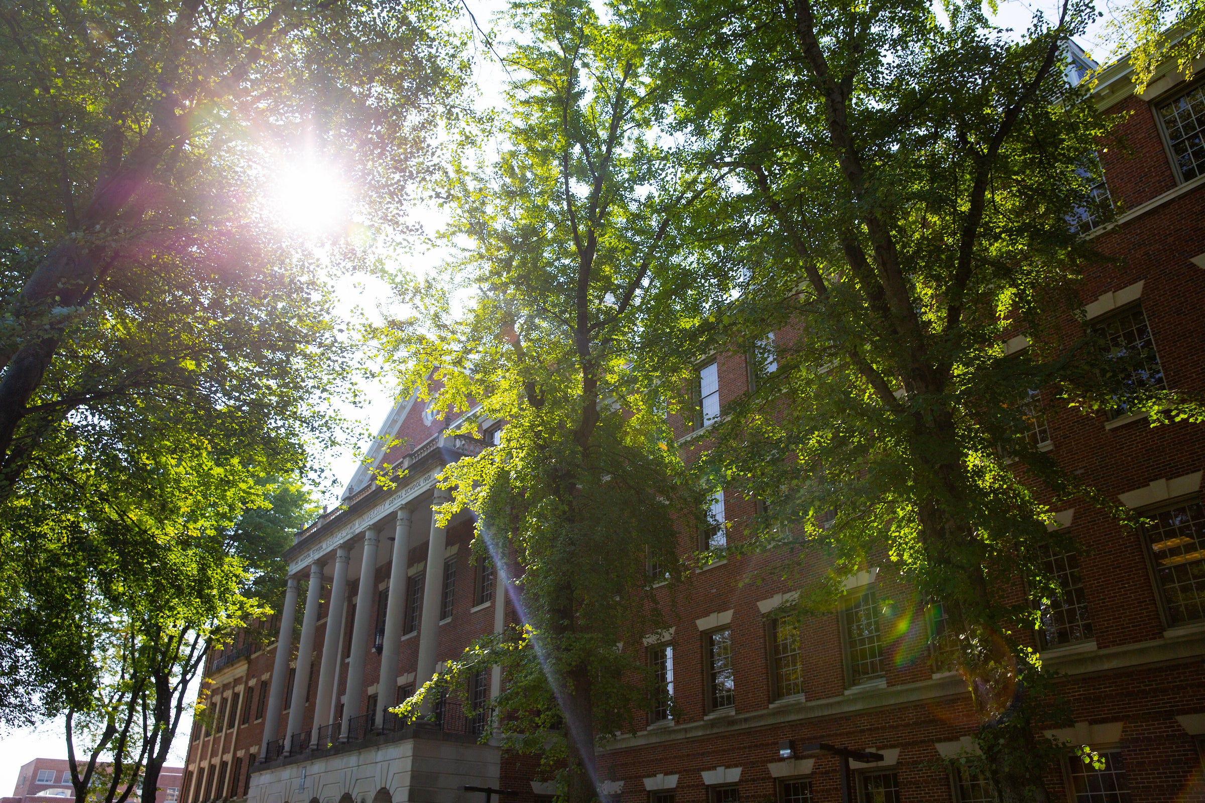 sunlight filtering through the trees