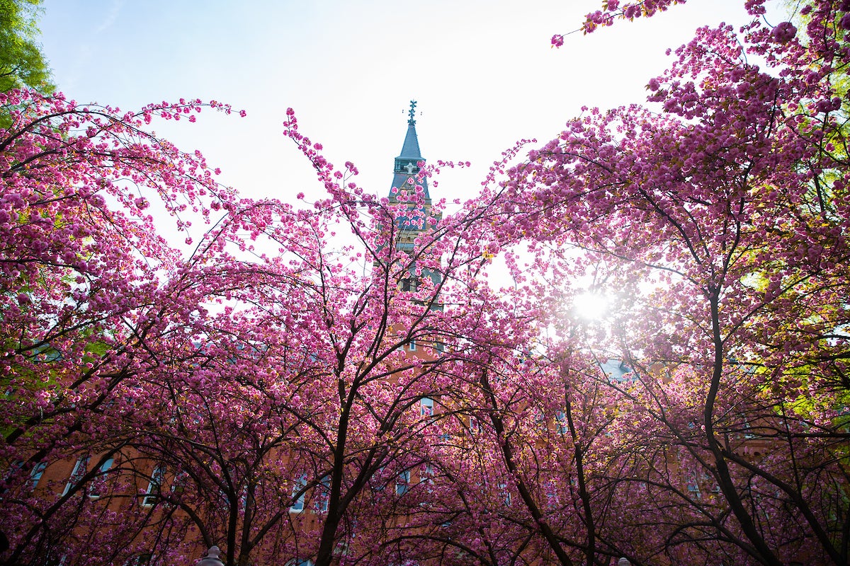 cherry blossoms
