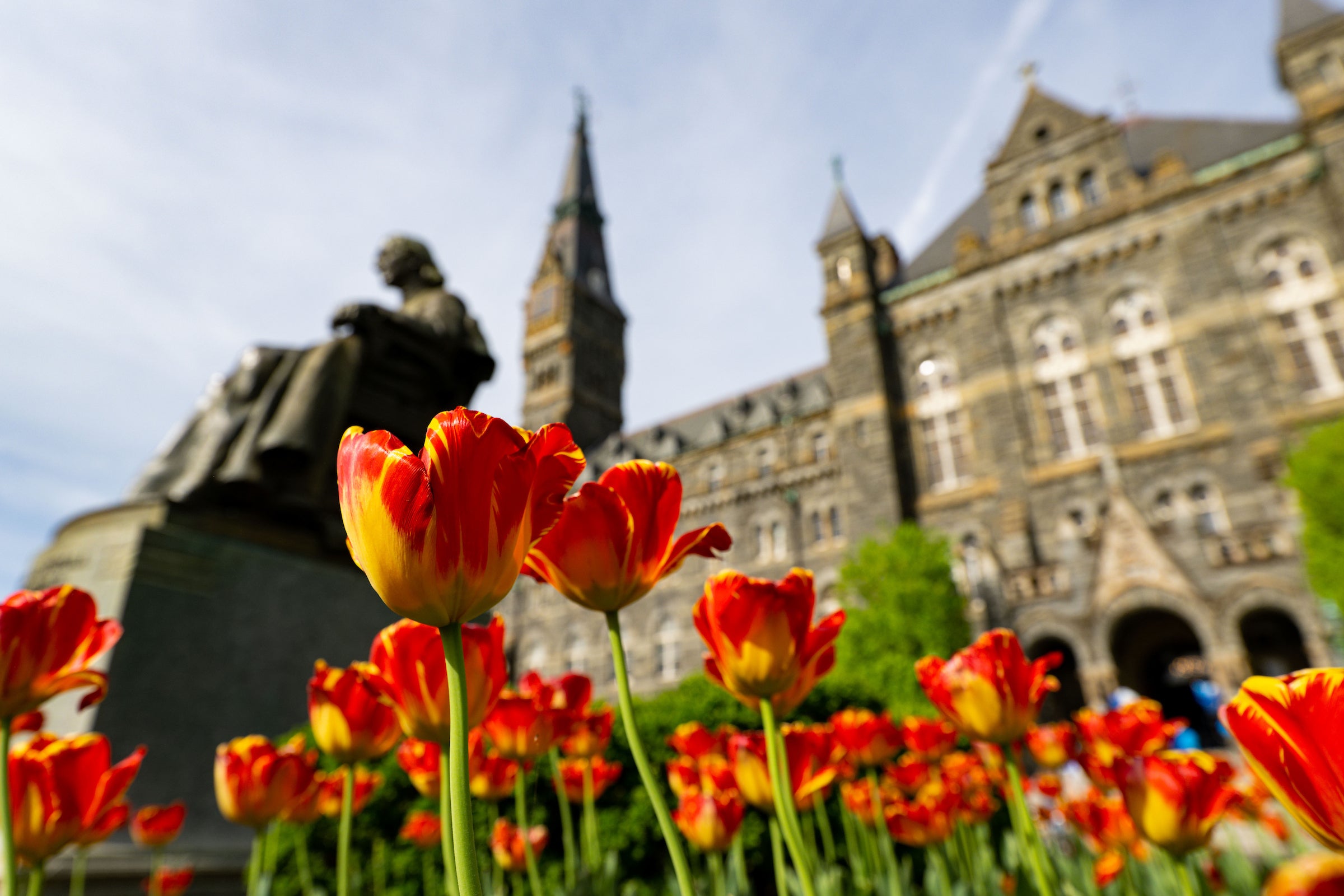 tulips in front of Healy